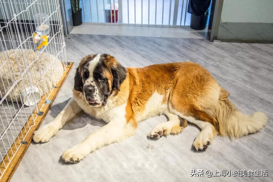 魔都哈士奇体验馆宠物咖啡,魔都哈士奇咖啡馆