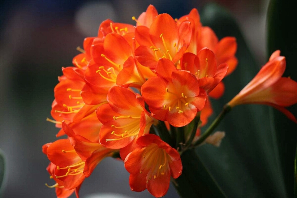 怎样让君子兰根系茂盛,如何促进君子兰根系生长