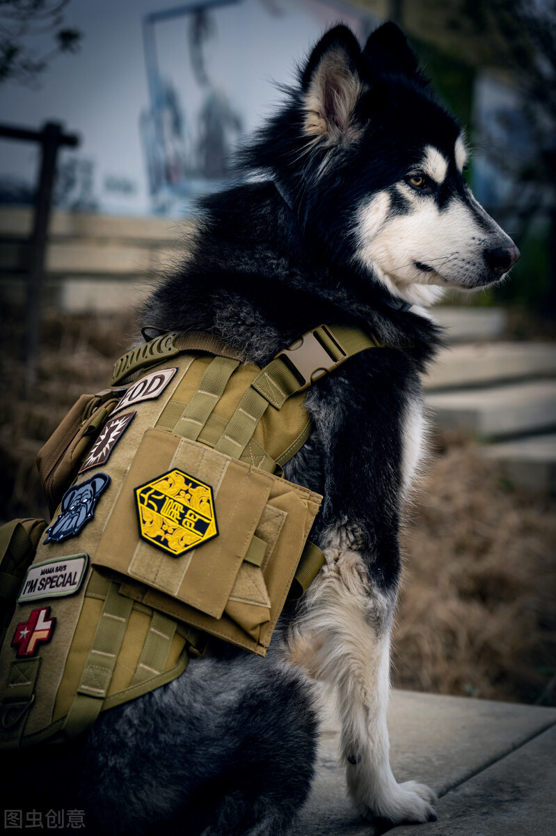 阿拉斯加雪橇犬的优点和缺点,阿拉斯加雪橇犬该怎么养