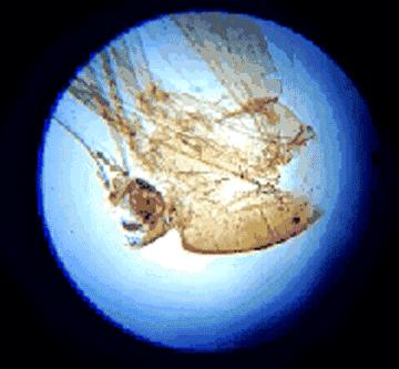 不务正业的显微镜,显微镜不务正业