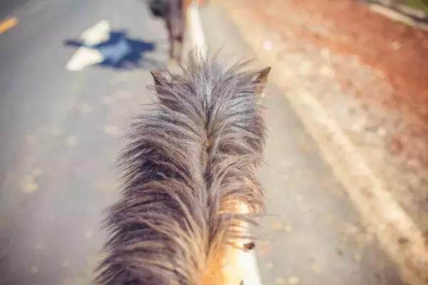 拉市海最快攻略,去拉市海应该怎么玩