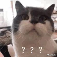 天天吸猫猫毛会被吸进身体里吗,肺里能吸进猫毛么