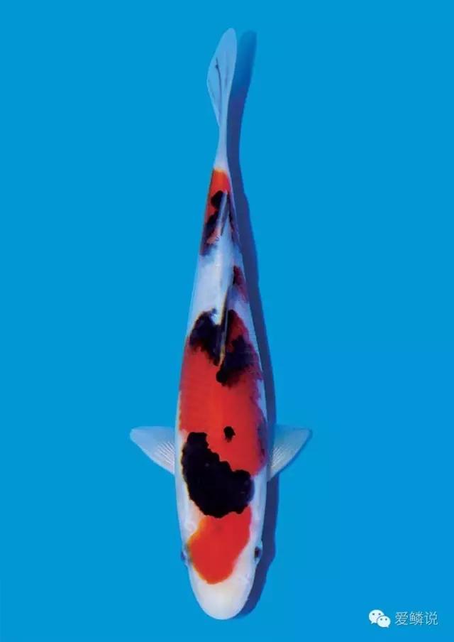 锦鲤受伤放什么药好使一点,锦鲤生病了能不能放两种以上的药