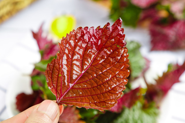 强力枇杷止咳糖浆的功效与作用 (非那根止咳糖浆的功效与作用)