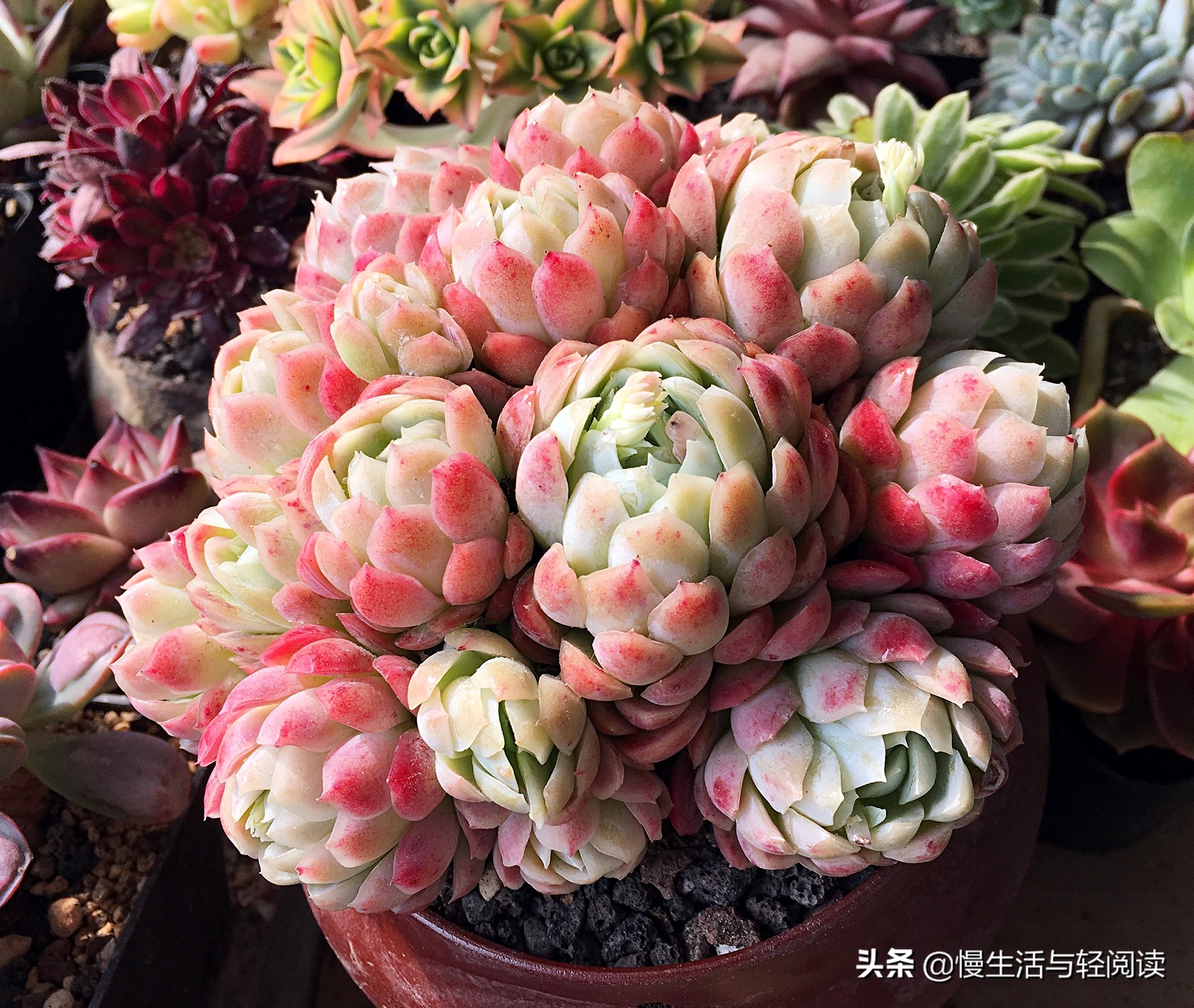 慢生活全集,慢生活完整