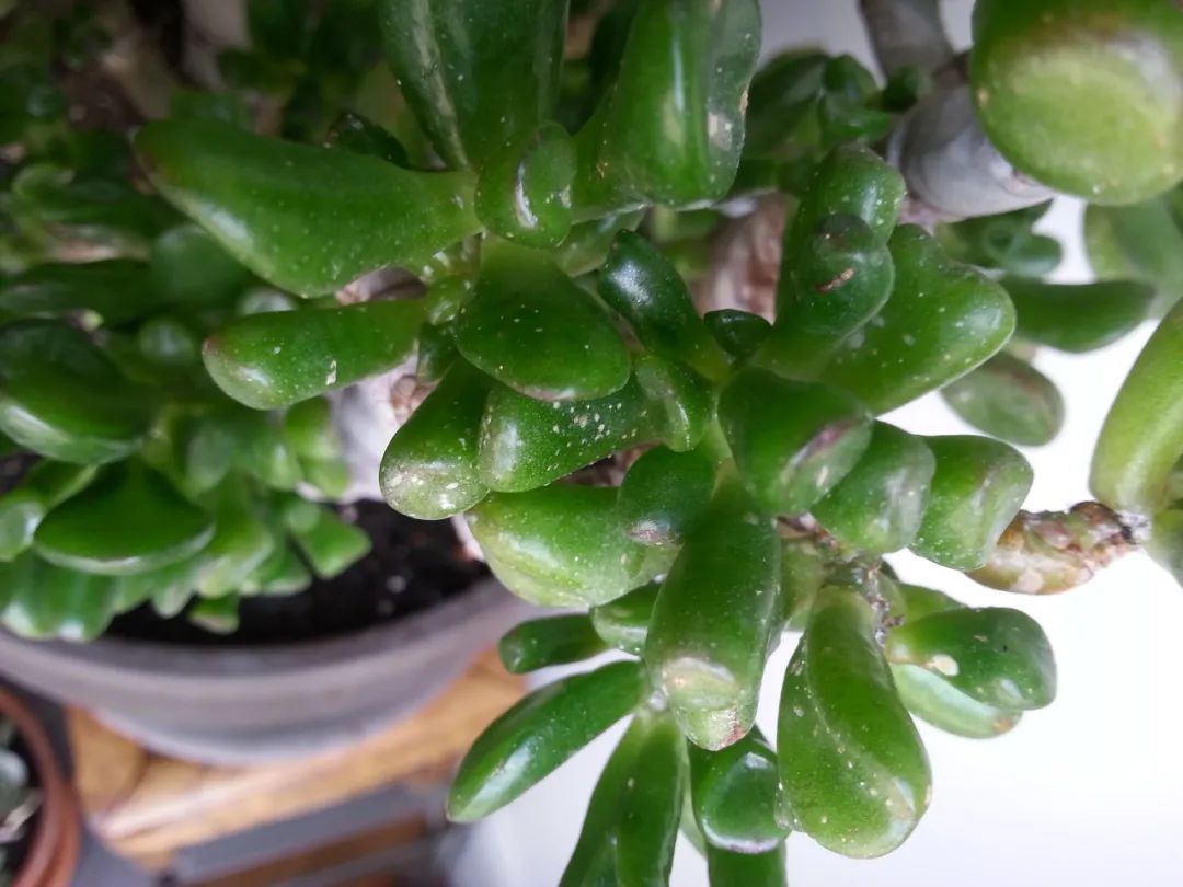 在家消灭蚧壳虫最简单的方法,蚧壳虫特别多怎么消灭