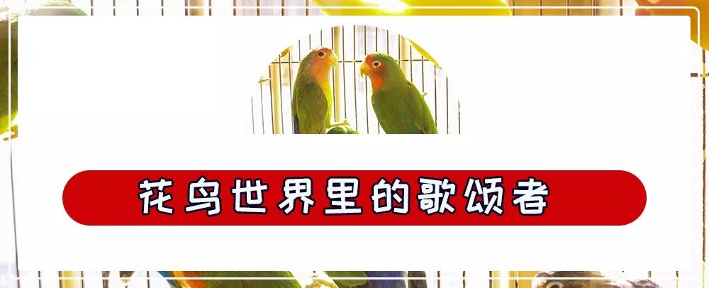 商丘道北花鸟批发市场,商丘花鸟宠物市场