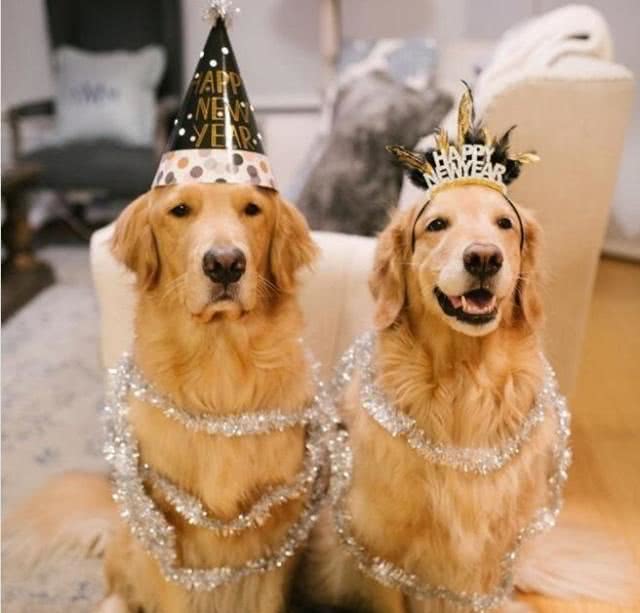 公狗和母狗有哪些区别,公狗和母狗有什么区别吗