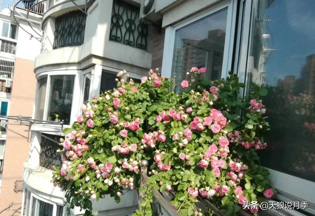 阳台还可以种植什么花种,阳台上也可以种出好看的花