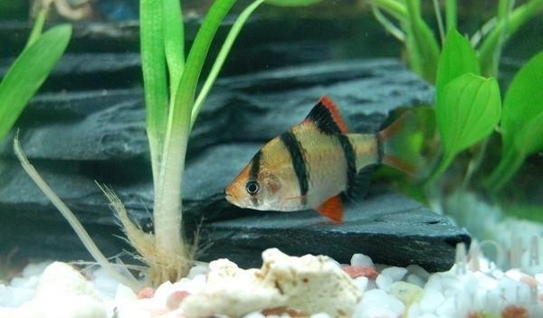 十大养不死的热带鱼观赏鱼排名,十大养不死的小型热带鱼