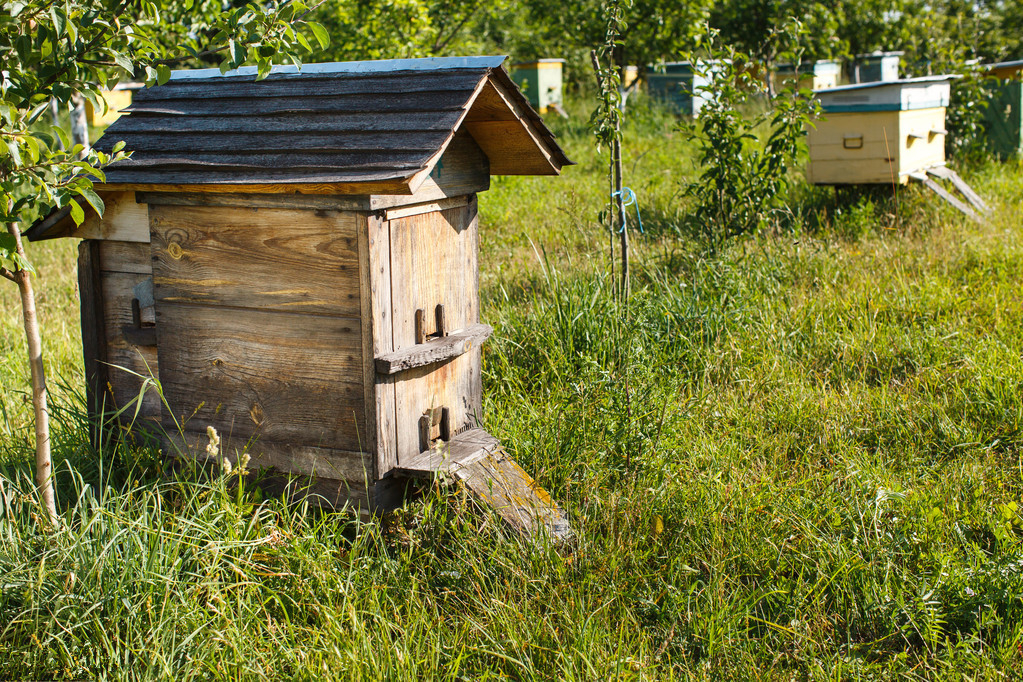 处女蜂王成熟的过程及生产中应注意的问题