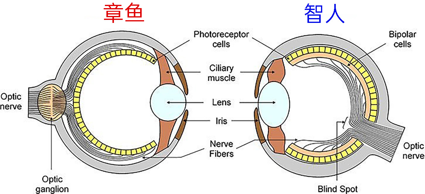 人的眼睛在动物界的水平,人的视力在动物界排名