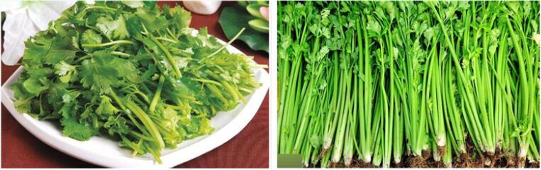 厨房蚂蚁防治小妙招,厨房除蚂蚁最有效方法