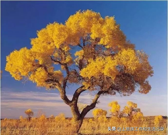 疯传的大树理论绝对经典,大树理论的书籍