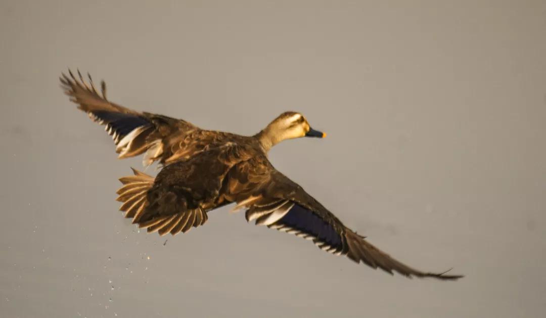 涂上黄色的“润唇膏”,TA就是野鸭中最靓的仔