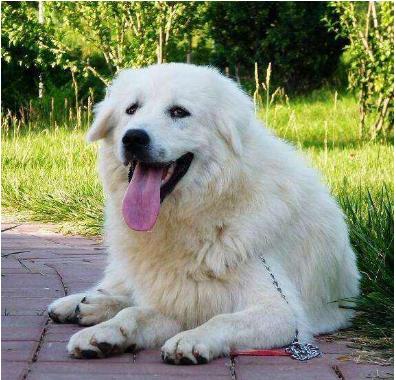 法国皇家护卫犬大白熊,女生适合养的护卫犬大白熊犬