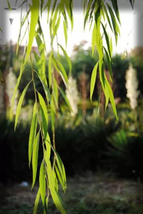 古代没有315假货怎么办,古代没有315消费者权益日是真的吗