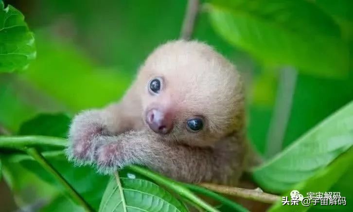 20张动物照片,宝宝萌照动物图片