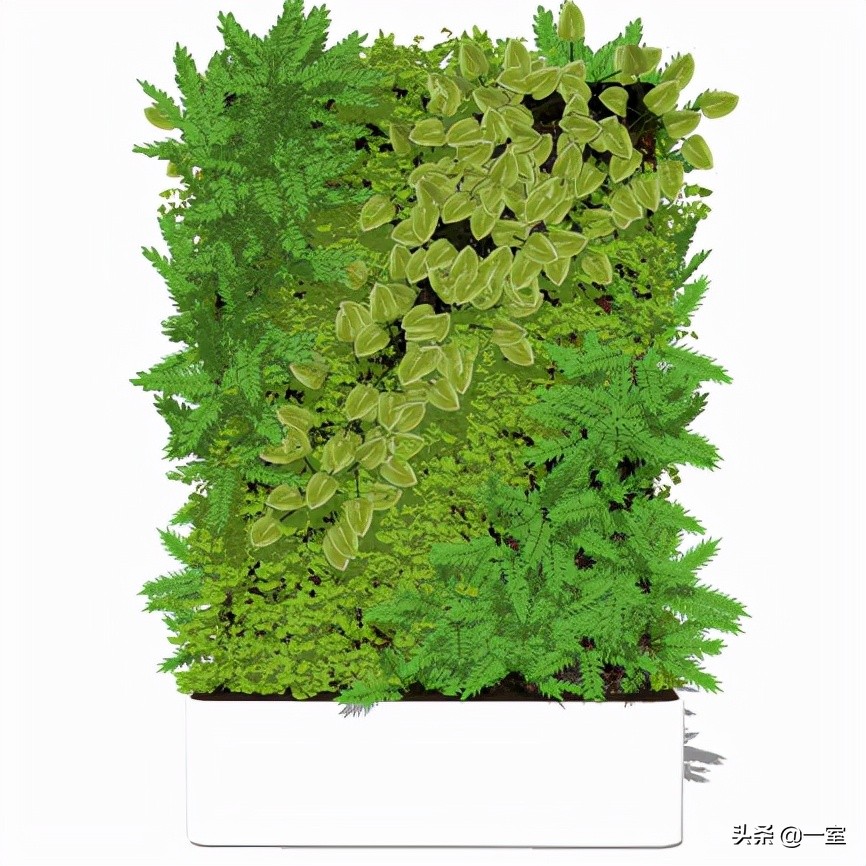 网红庭院植物搭配,网红绿植搭配技巧