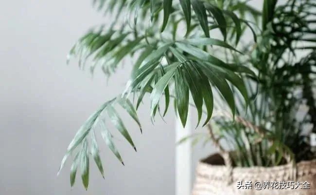 盆栽袖珍椰子发黄怎么办,袖珍椰子叶子发黄可以扯掉吗