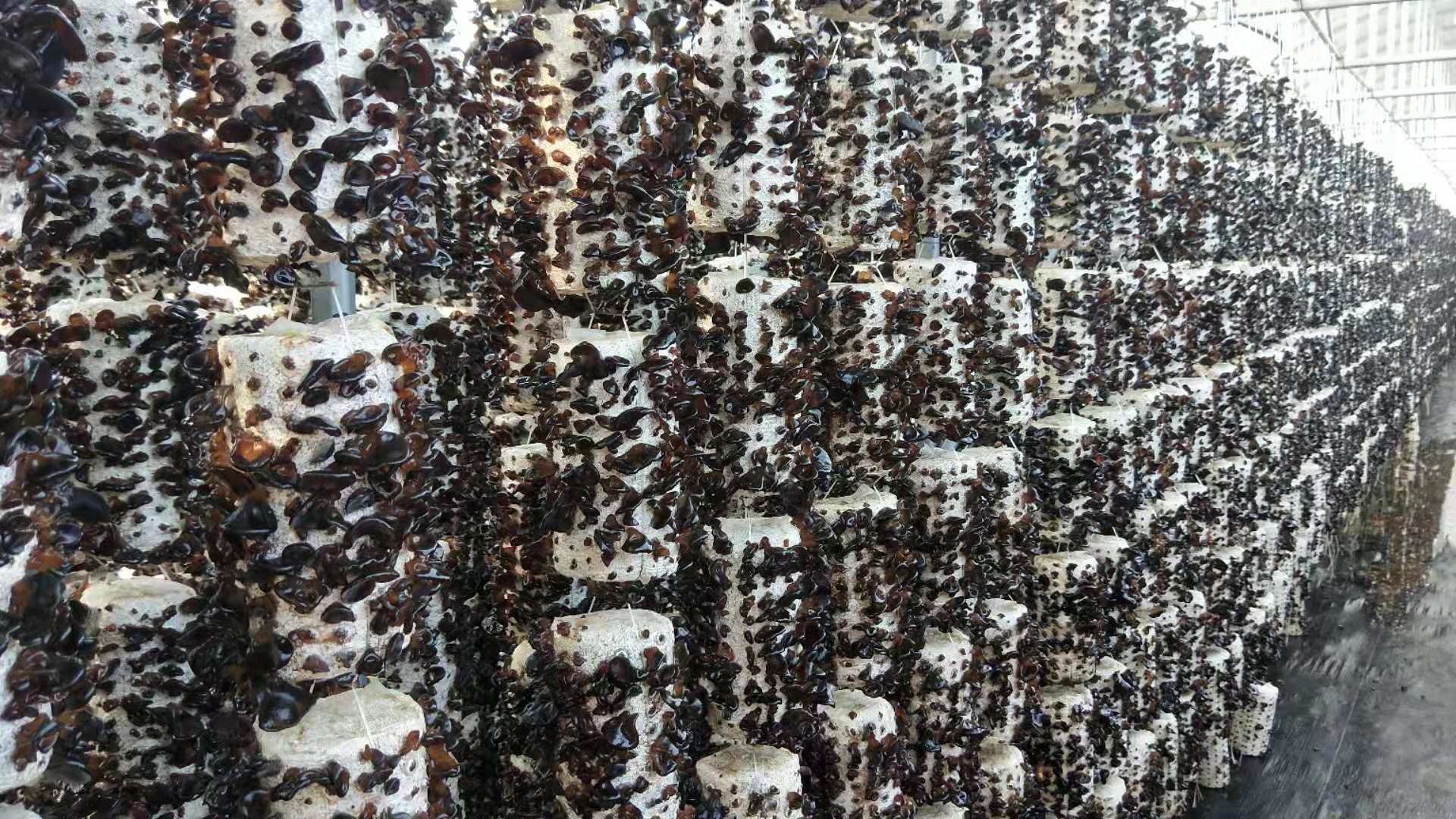 关于木耳大棚项目认养问题解答（专家答疑）