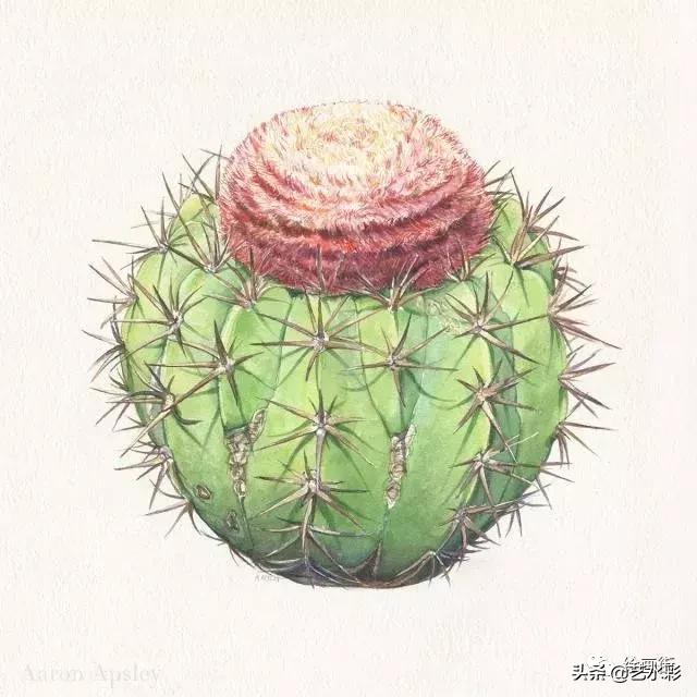 花卉钢笔画临摹简单100图,100份白描花卉的临摹素材