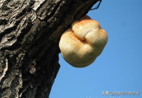 血瘀体质的症状和调养方法,血瘀型体质的调养方法