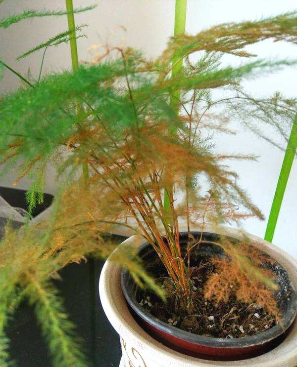 文竹叶子枯萎但根部还绿怎么办,文竹叶子枯了会返青吗