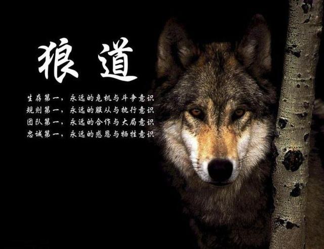 狼的格言看完让你受用终生,狼五十条格言