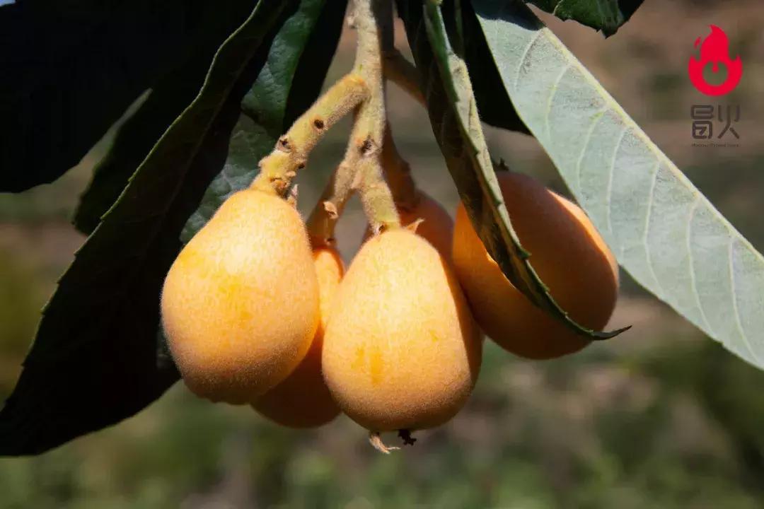 特级攀枝花米易枇杷新鲜大果,正宗四川龙泉驿大五星枇杷