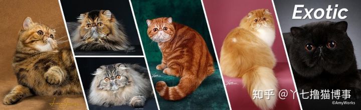 有哪些好看的家养猫,最适合家养的猫咪品种不掉毛