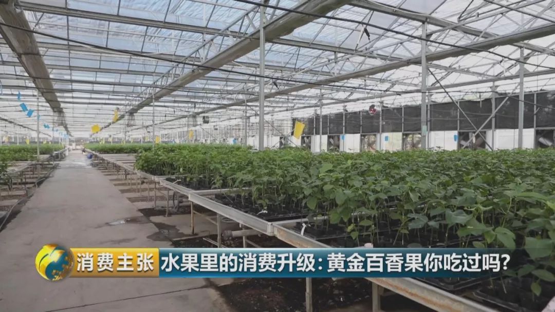 黄金百香果口感和普通百香果有何区别？