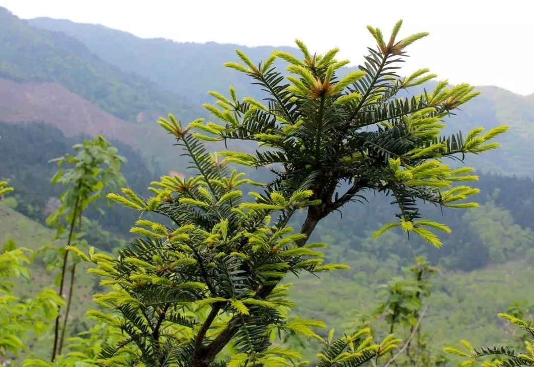 榧常美味榧常出彩|金恪集团争做香榧产业领航者