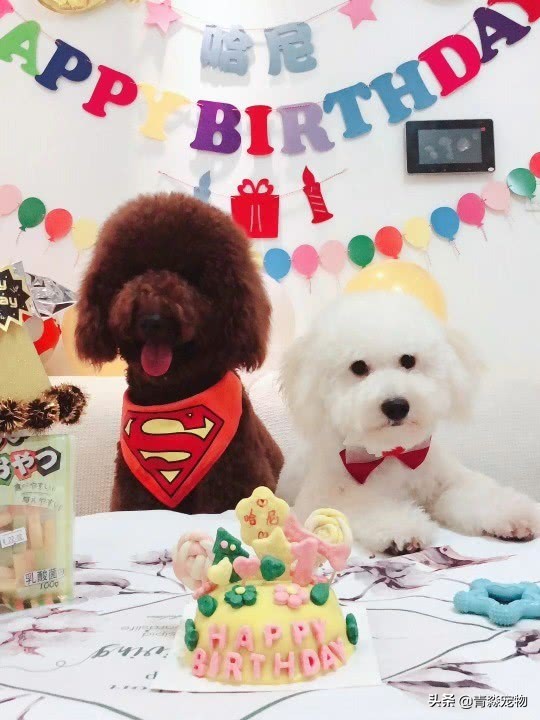 泰迪狗狗牙结石怎么去除,泰迪牙结石怎么去除