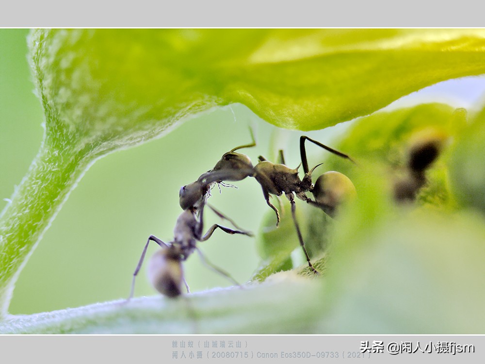 拍摄蚂蚁视频的技巧,怎么拍摄蚂蚁