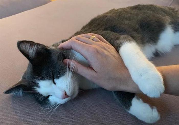 养猫第一天自己怎么适应,养猫新手如何选猫粮