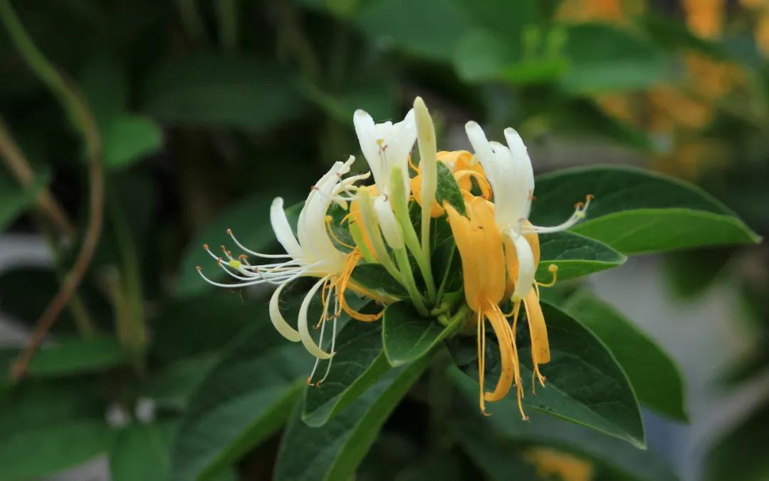 名医治疗强直性脊柱炎经验方,强直性脊柱炎最好的治疗偏方