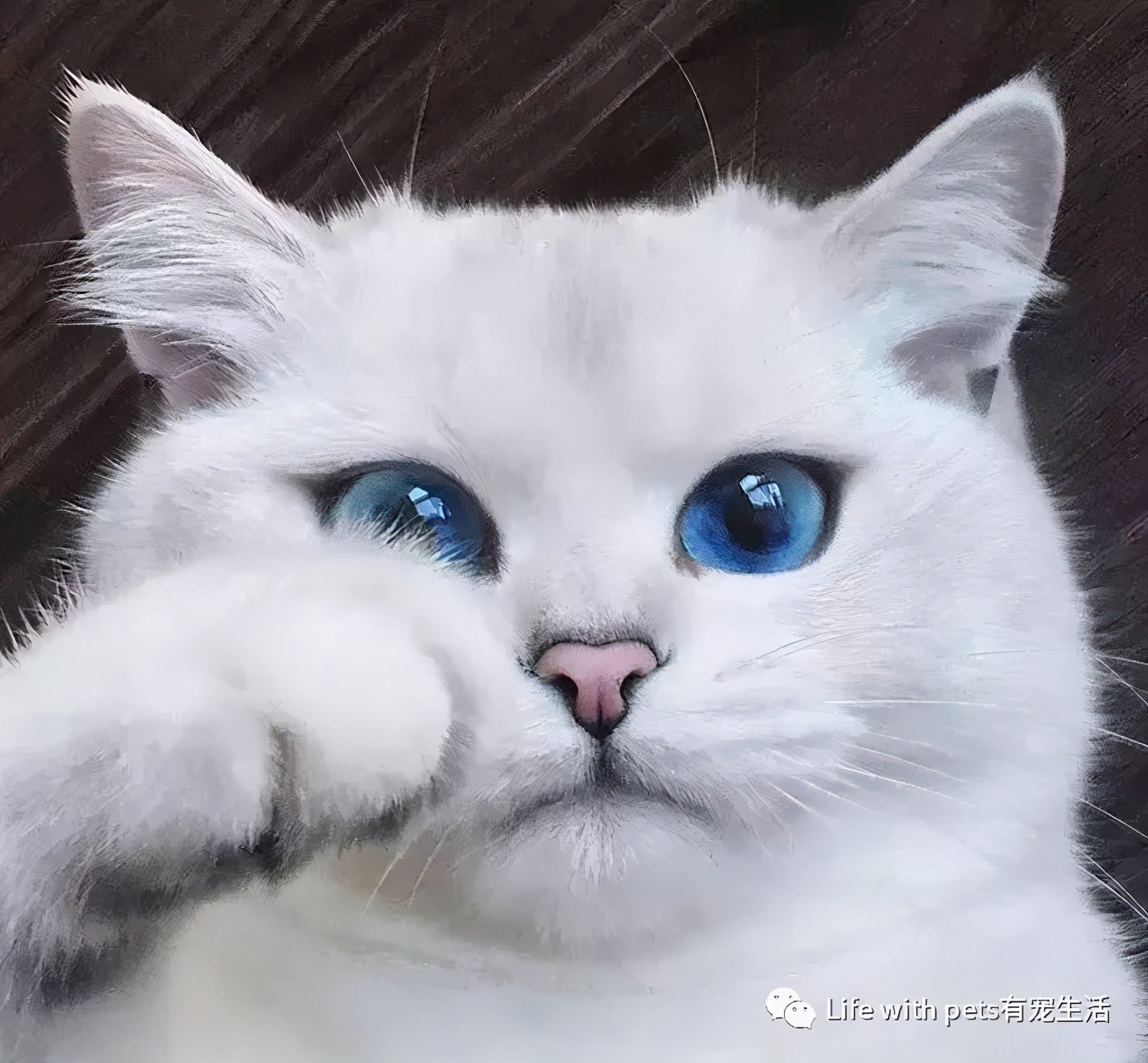 猫咪视力,猫咪的视力是什么样的