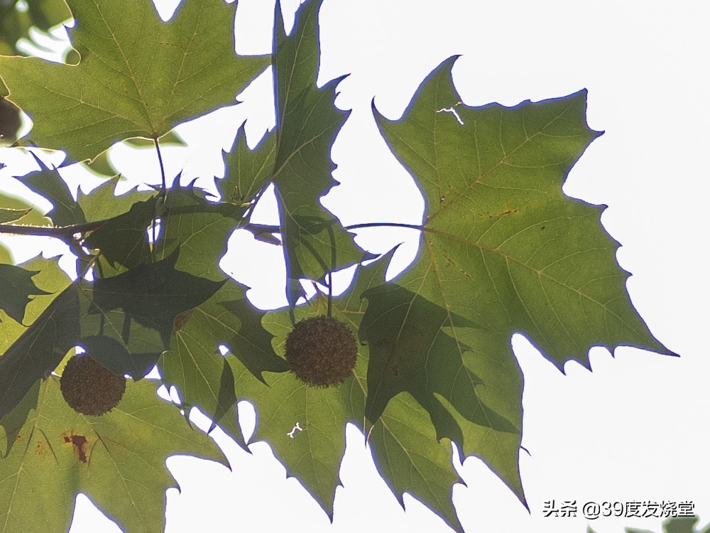 富士xf55-200mm镜头测评,富士gf45镜头测评