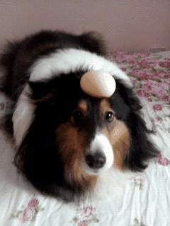 喜乐蒂体味重吗,喜乐蒂犬体味重不重