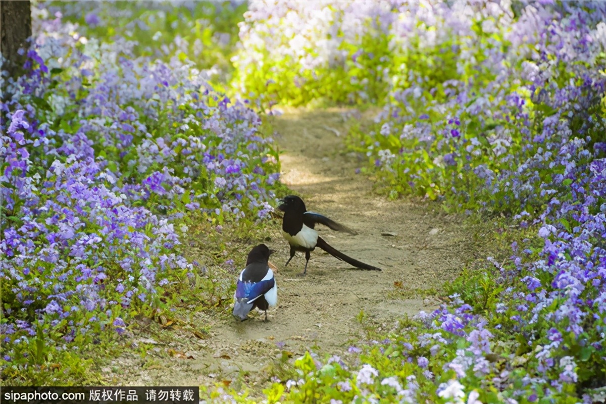 紫色花海哪里最好玩,紫色的花海景点