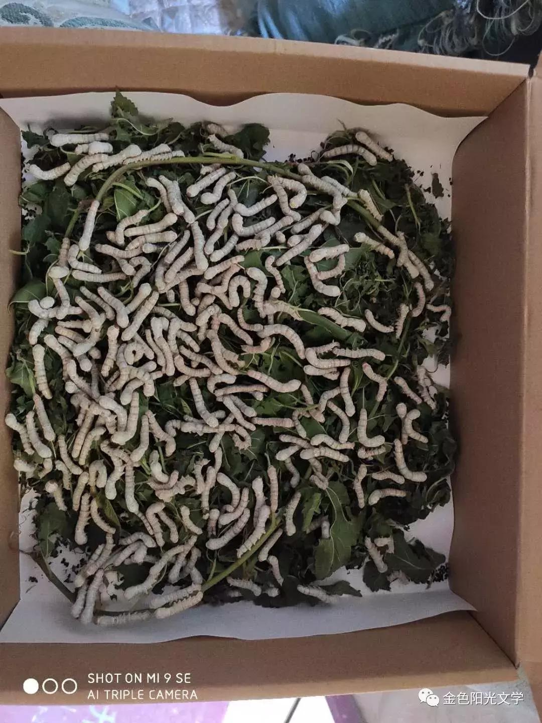 第一次养蚕作文,养蚕的作文三年级300字