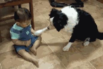 如何判断边境牧羊犬是笨是聪明,边境牧羊犬为什么不会攻击人