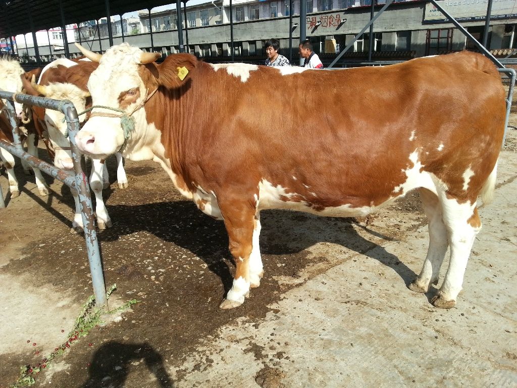 母牛流产后注意什么,母牛出现流产现象该用什么药