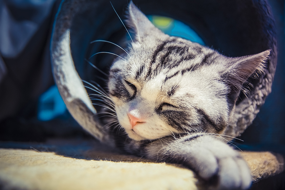 猫咪猫瘟最佳治疗方法,猫咪得了猫瘟如何治疗