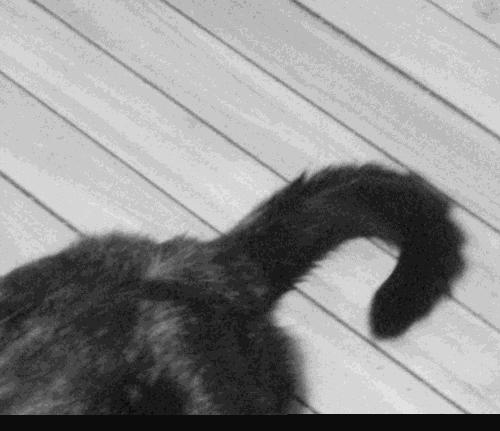 不能对猫咪做这三种事 (猫咪这三种行为一定要打)