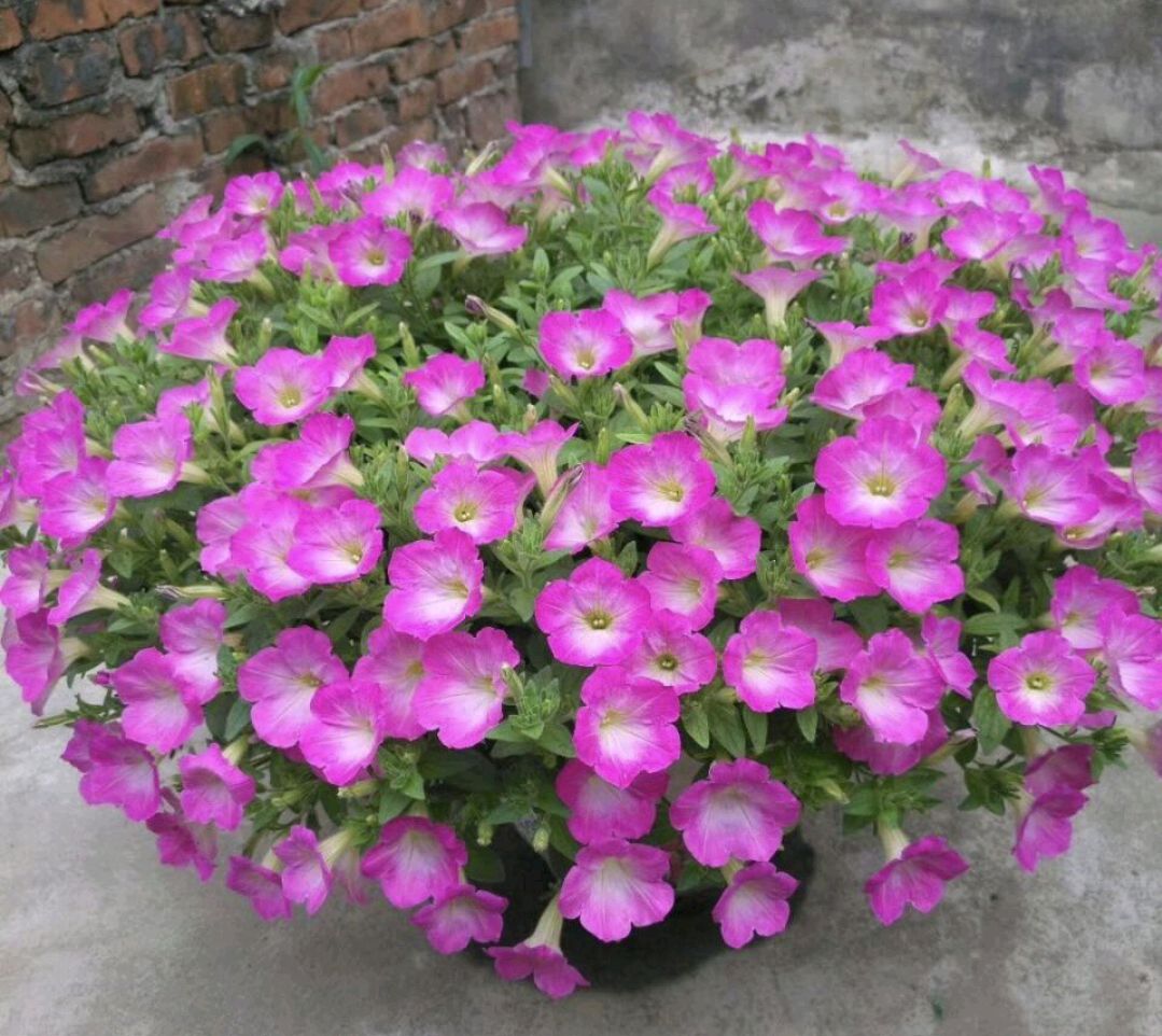 好看又好养的盆花,人养花也养人