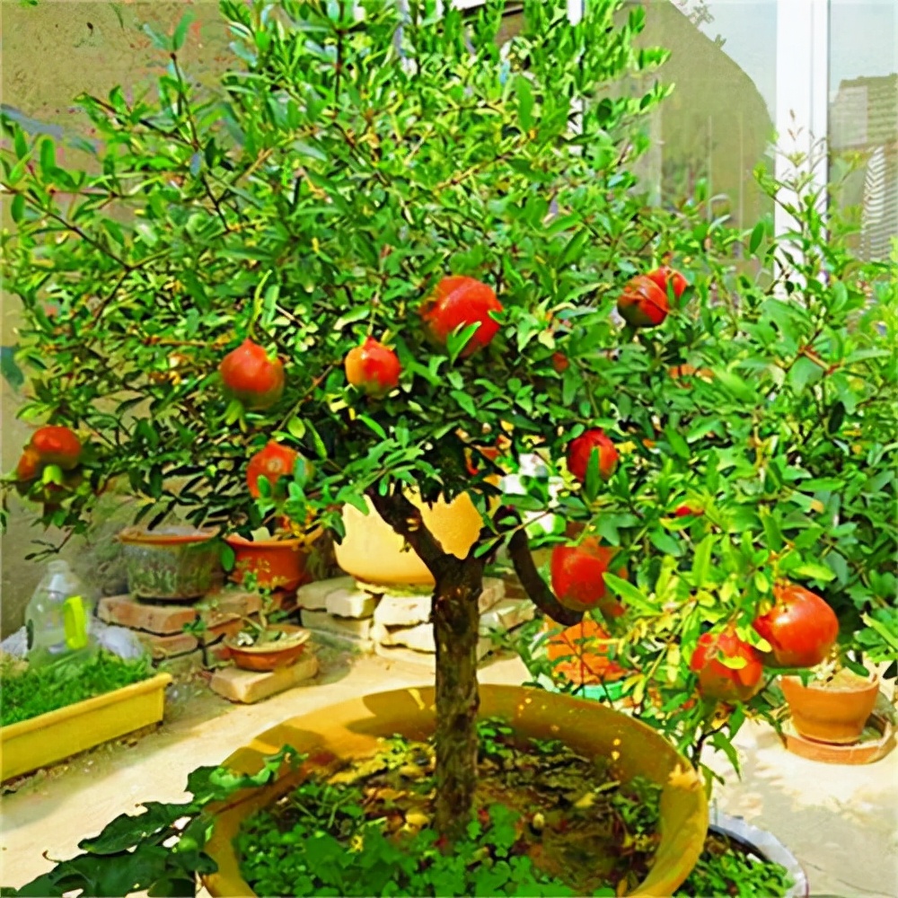 农村后院适合种啥树,家里种哪五种树可以旺家多子多福