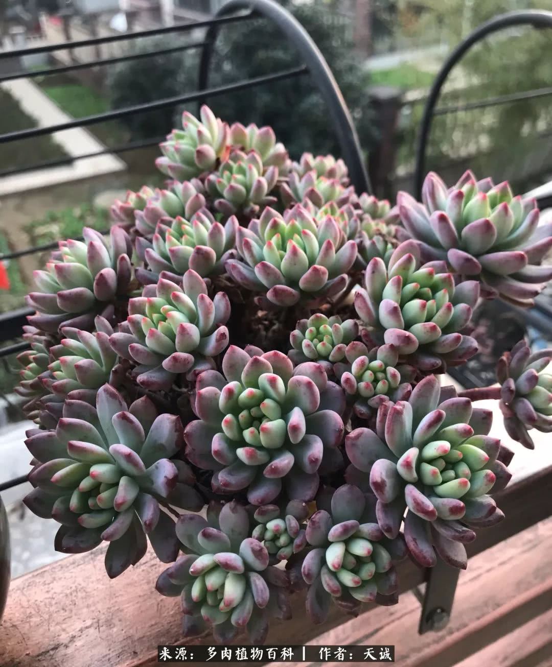 多肉从小养到大的过程,真爱的力量教程