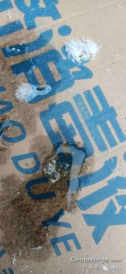 鸽子拉绿便，分清病因再治疗